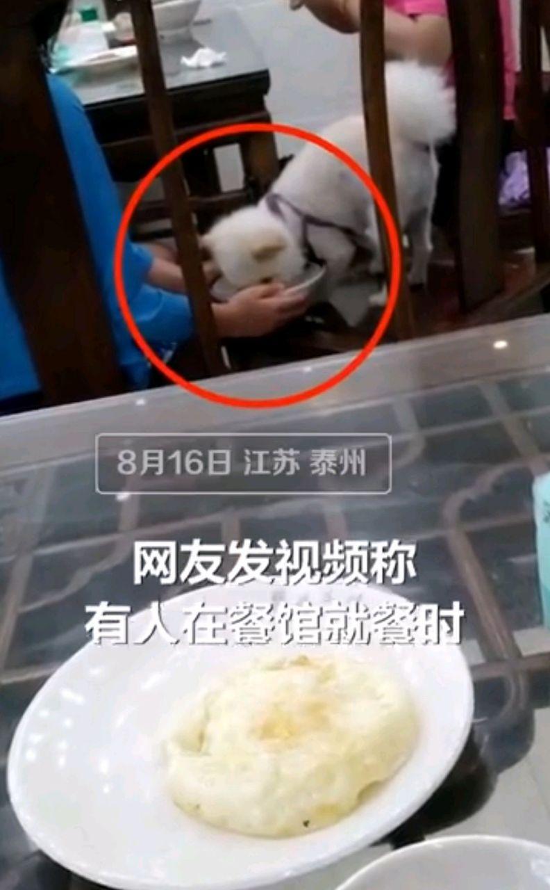 火锅店餐具给狗喂食,火锅店餐具给狗喂食好吗