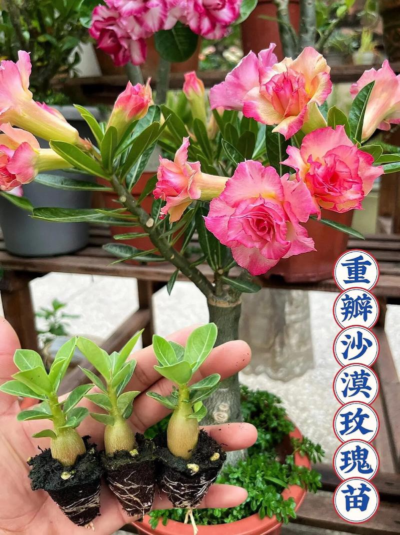 沙漠10万玫瑰绽放,沙漠玫瑰多少钱